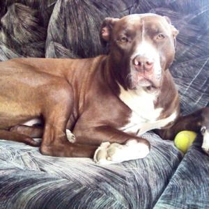 Meet your Posher, Roban